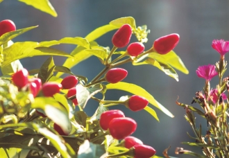 关闭一扇门 打开另一扇窗——宅家生活点滴